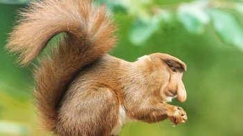 Squonkey, alias tupai dan monyet. Foto: Instagram/gyyporama