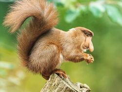 Deretan Hewan Hybrid Hasil Photoshop yang Kocak