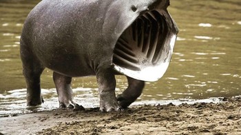 Sharkopotamus, alias hiu penjemur dan kuda nil. Foto: Instagram/gyyporama