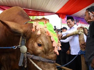 Mentan Klaim Upsus Siwab Sukses Tingkatkan Populasi Sapi Lokal