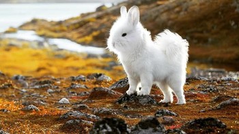 Dunny, alias anjing dan kelinci. Foto: Instagram/gyyporama