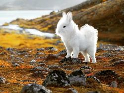 Deretan Hewan Hybrid Hasil Photoshop yang Kocak