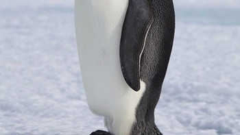 Pengwhale, alias penguin dan paus. Foto: Instagram/gyyporama