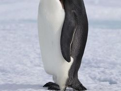 Deretan Hewan Hybrid Hasil Photoshop yang Kocak