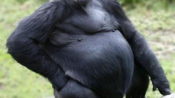 Pugilla, alias anjing Pug dan gorilla. Foto: Instagram/gyyporama