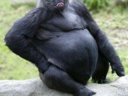 Deretan Hewan Hybrid Hasil Photoshop yang Kocak