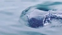 Kemunculan hiu paus di Kepulauan Seribu pada Sabtu (27/10) kemarin (Foto: Instagram Isnawa Aji)