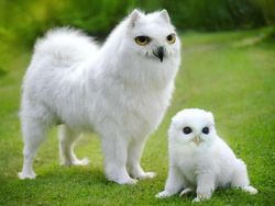 Deretan Hewan Hybrid Hasil Photoshop yang Kocak