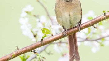 Beal, alias burung dan anjing laut. Foto: Instagram/gyyporama
