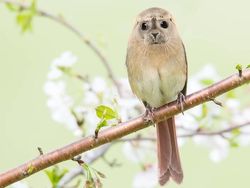 Deretan Hewan Hybrid Hasil Photoshop yang Kocak