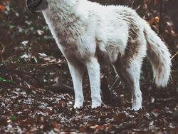 Deretan Hewan Hybrid Hasil Photoshop yang Kocak