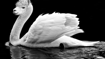 Swama, alias angsa dan llama. Foto: Instagram/gyyporama