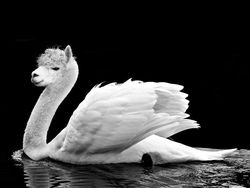 Deretan Hewan Hybrid Hasil Photoshop yang Kocak