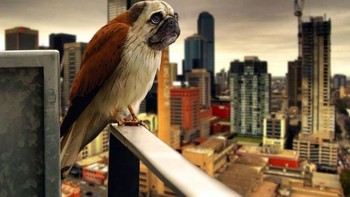 Pawk, alias anjing Pug dan burung elang. Foto: Instagram/gyyporama