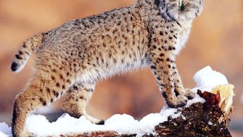 Owlynx, alias burung hantu dan lynx. Foto: Instagram/gyyporama