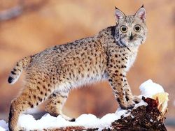 Deretan Hewan Hybrid Hasil Photoshop yang Kocak