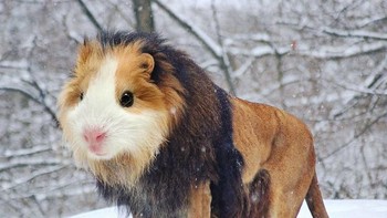 Guinea lion, alias marmut dan singa. Foto: Instagram/gyyporama