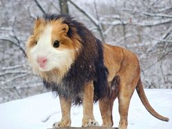 Deretan Hewan Hybrid Hasil Photoshop yang Kocak