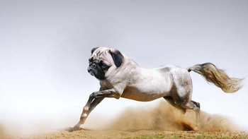 Porse, alias anjing Pug dan kuda. Foto: Instagram/gyyporama