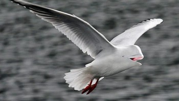 Belugull, alias paus Beluga dan burung camar. Foto: Instagram/gyyporama