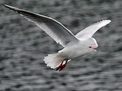 Deretan Hewan Hybrid Hasil Photoshop yang Kocak