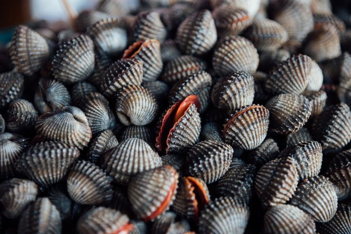 kerang kerang
