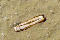 Kenyal Gurih Kerang Bambu hingga Simping yang Jadi Favorit