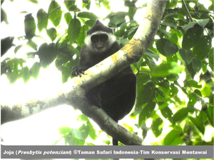 Ini Faktor yang Sebabkan Populasi Primata Endemik Mentawai Menurun
