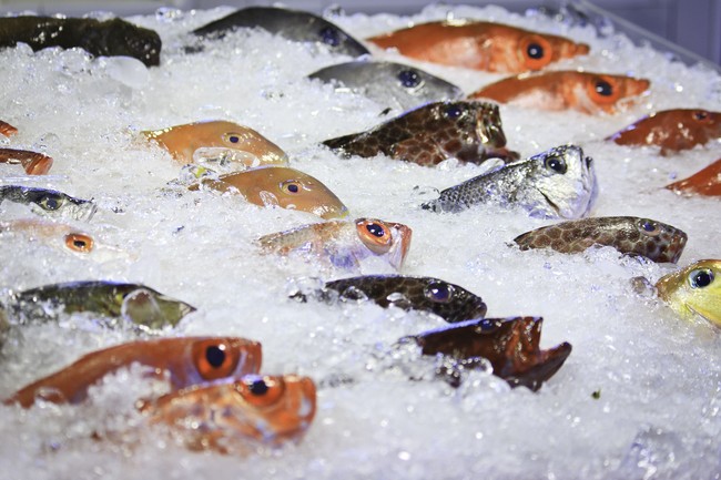 Sebelum Beli Ikan, Kenali 5 Tanda Penting Ikan Segar Ini