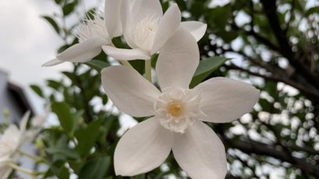 Begini hasil foto lain dari iPhone XR. (Foto: Adi Fida Rahman/detikINET)