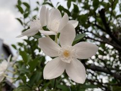 Ini Hasil Jepretan Kamera iPhone XR