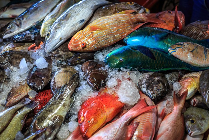 Ada berapa jenis ikan di laut