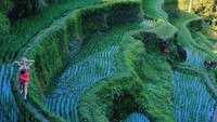 Momen lain Katerina di teras sawah Bali. Malah, ia juga menulis nama nasi goreng di dalam caption fotonya. Lucu sekali ya (syselpunk/Instagram)  