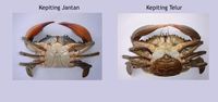 Ini Beda Kepiting Betina hingga Jantan Serta Cara Pilih Kepiting Segar
