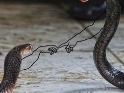 Lucunya Ular-ular Ini Jika Punya Tangan