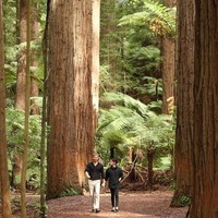 Setelah menyapa warga lokal di jalanan Rotorua, Meghan dan Harry menyambangi hutan Redwood Trees Walk yang dipenuhi pepohonan besar berusia ratusan tahun. Kegiatan tersebut turut mengakhiri kunjungan resmi Duke dan Duchess of Sussex ini ke Australia dan sekitarnya selama 16 hari. (Foto: Getty Images