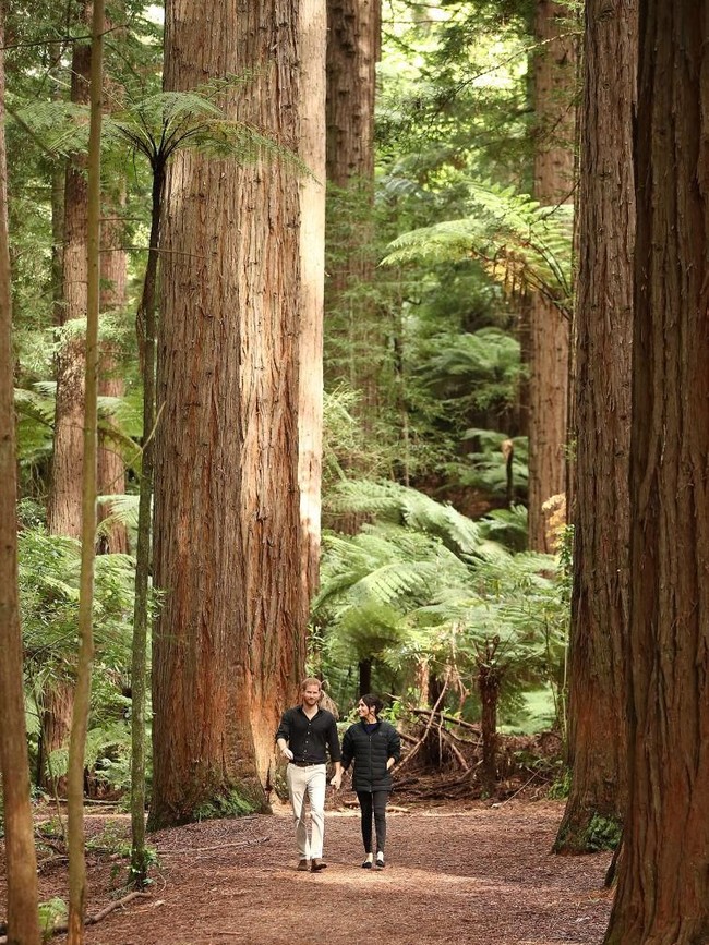 Setelah menyapa warga lokal di jalanan Rotorua, Meghan dan Harry menyambangi hutan Redwood Trees Walk yang dipenuhi pepohonan besar berusia ratusan tahun. Kegiatan tersebut turut mengakhiri kunjungan resmi Duke dan Duchess of Sussex ini ke Australia dan sekitarnya selama 16 hari. (Foto: Getty Images