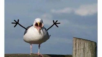 Selain ular, burung juga sempat menjadi hewan yang ramai digambarkan tangan model doodle ini. Foto: Imgur/hatedpriest