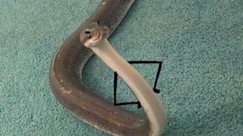 Tangannya sepertinya terlalu kurus untuk badan ular yang gemuk ini. Foto: Instagram/9GAG