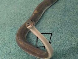 Lucunya Ular-ular Ini Jika Punya Tangan