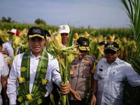 Setelah Beras, Kini Pemerintah Mau Impor Jagung 100.000 Ton
