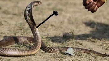 Baru ini lihat manusia adu suit dengan ular. Foto: Instagram/9GAG