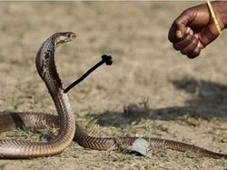 Lucunya Ular-ular Ini Jika Punya Tangan