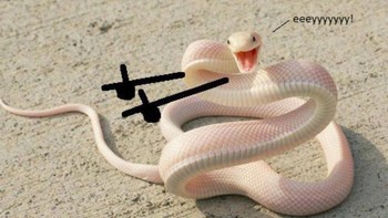 Asik sekali gaya ular yang satu ini. Foto: Instagram/9GAG