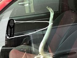 Lucunya Ular-ular Ini Jika Punya Tangan