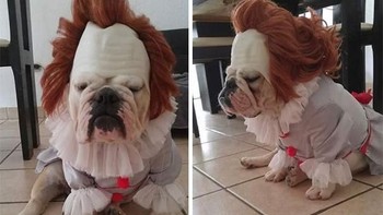Pennywise versi anjing, seram atau lucu? (Foto: Boredpanda)