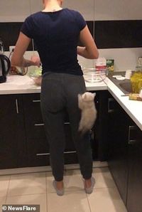 Lucu! Karena Lapar Kucing Ini Intip Sang Pemilik Saat Masak