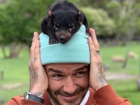 Saat David Beckham Mesra-mesraan dengan Koala