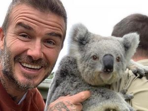 Saat David Beckham Mesra-mesraan dengan Koala