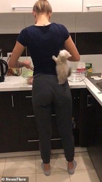 Lucu! Karena Lapar Kucing Ini Intip Sang Pemilik Saat Masak